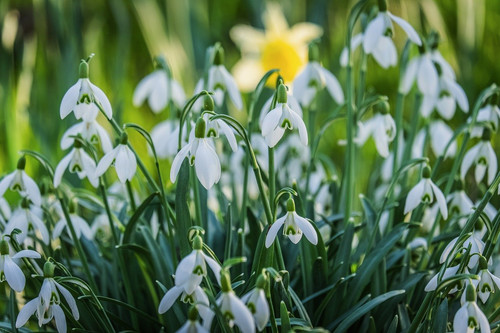 couleur snowdrops 10150017 1280.jpg