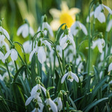 couleur snowdrops 10150017 1280