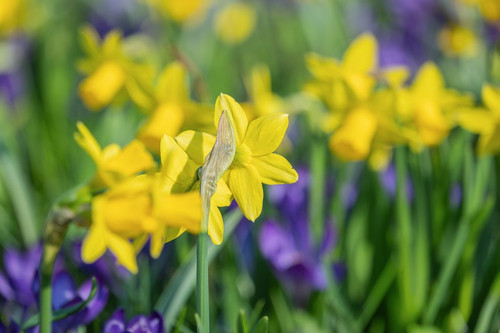 couleur yellow flower 10154499 1280.jpg