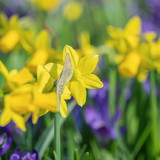 couleur yellow flower 10154499 1280