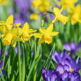 couleur flowers 10153689 1280