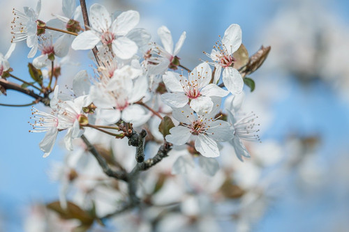 couleur white flowers 10161168 1280.jpg