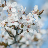 couleur white flowers 10161168 1280