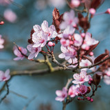 couleur flowers 10163410 1280