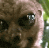 wide eyed tarsier.gif