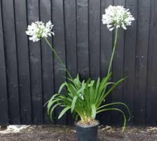 Agapanthus3 white.jpg
