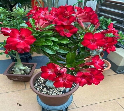 Adenium 3 red Copy.jpg