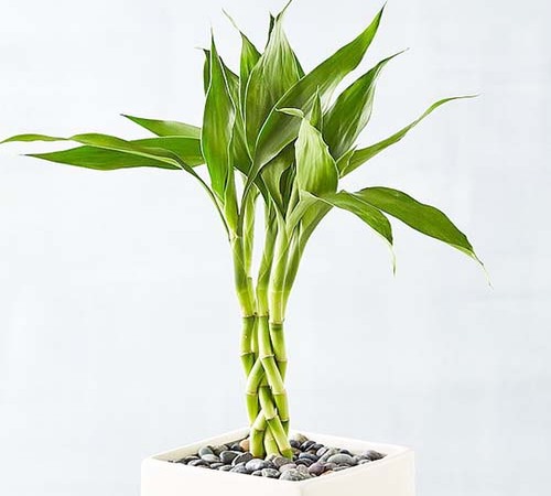 lucky Bamboo1.jpg