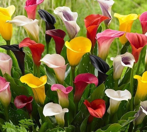 calla lily2 mixed.jpg