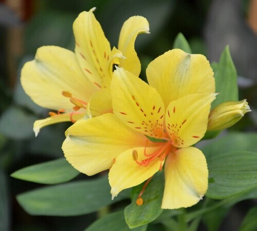 Alstroemeria1.jpg