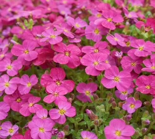 Aubretia 3.jpg