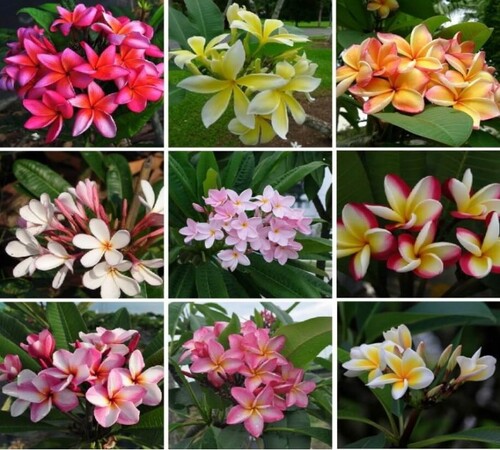 Plumeria1 mIXED.jpg