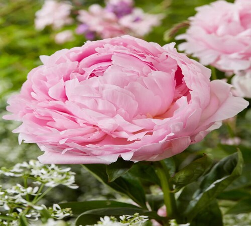 peony.jpg