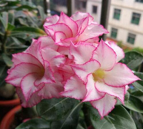 Pink White Adenium1.jpg