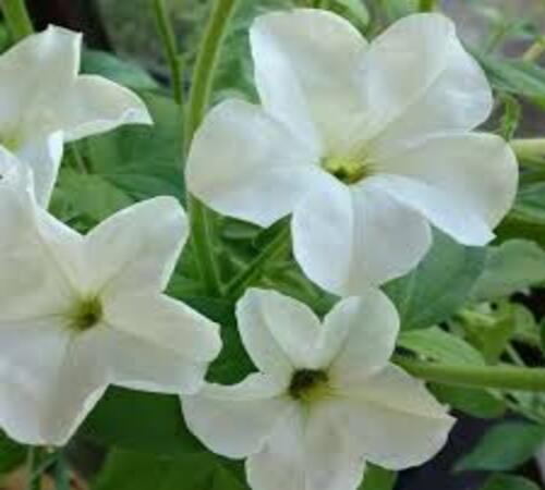 Petunia2 white.jpg