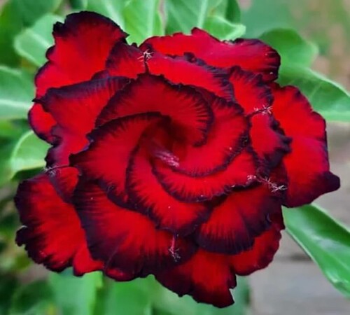 Black Red Adenium1.jpg
