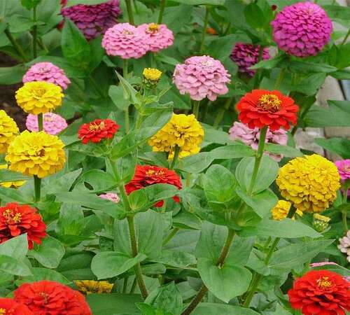 Mixed Zinnia3.jpg