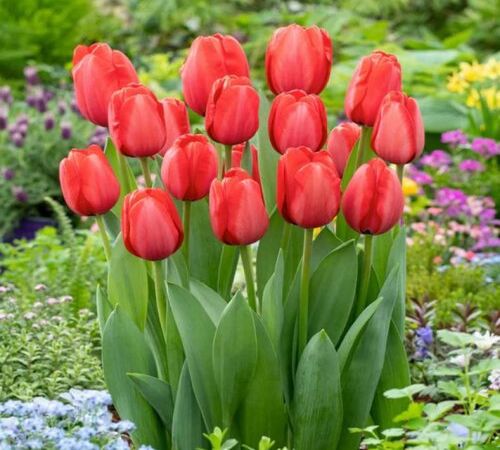 Red Tulips1.jpg