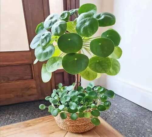 Peperomioides5.jpg