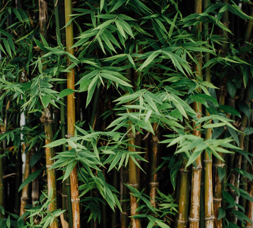 Bamboo1.jpg
