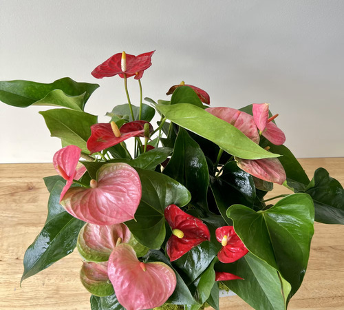 Anthurium2 mixed.jpg