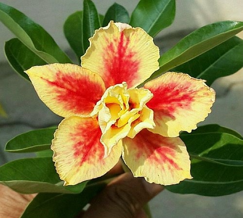 Red Yellow Adenium1.jpg