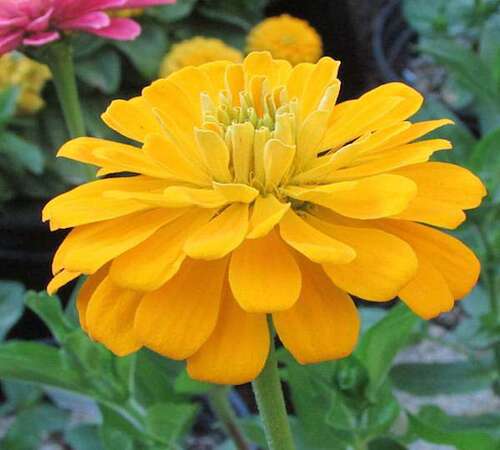 Zinnia 1 yellow.jpg