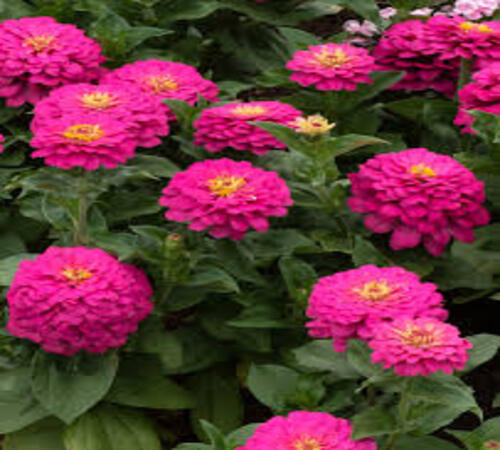 Zinnia 2.jpg