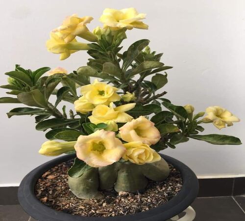 Yellow Adenium4.jpg