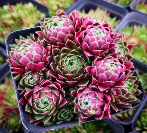 sempervivum22.jpg