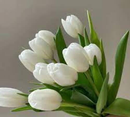 Tulip1 white.jpg