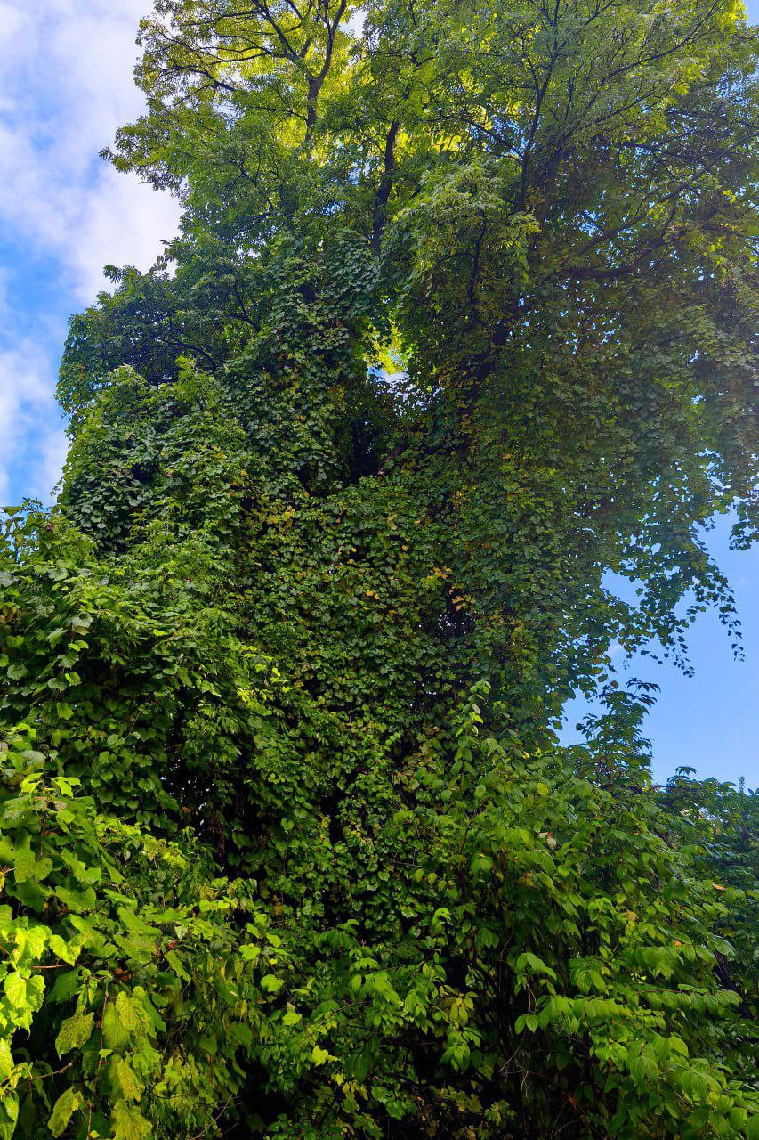 Осенние краски ботанического сада