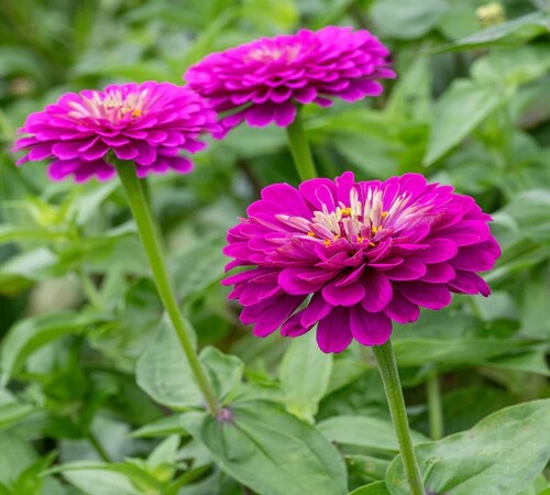 Zinnia 4.jpg