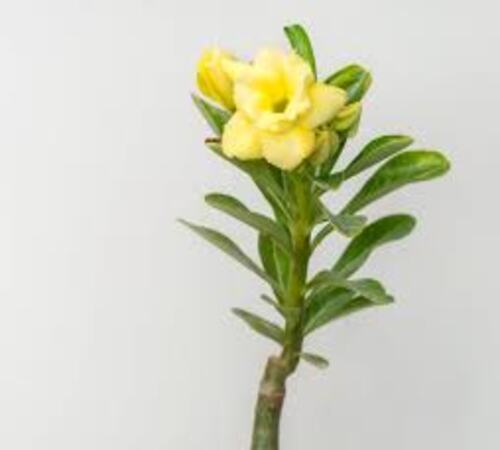 Yellow Adenium5.jpg