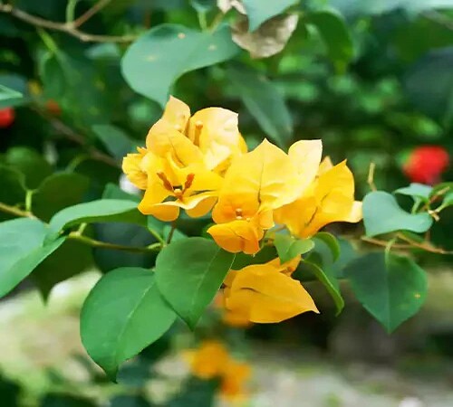 Yellow Bougainvillea3.jpg