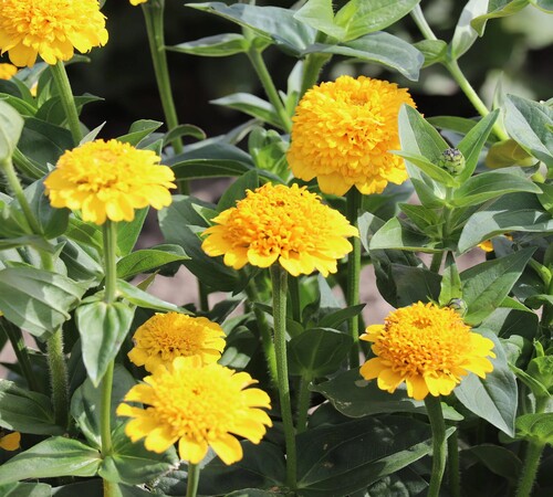 Zinnia 4yellow.jpg