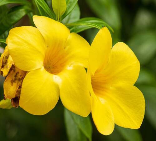 allamanda2.jpg