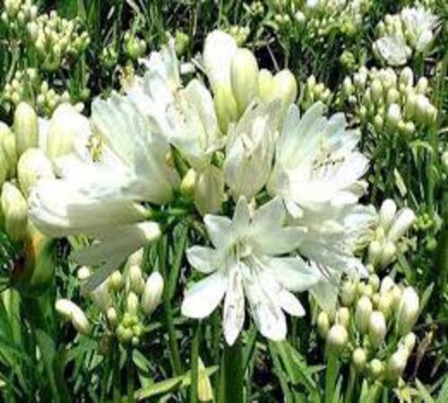 Agapanthus4 white.jpg