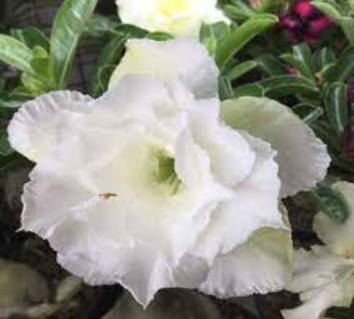 Adenium4 white Copy.jpg