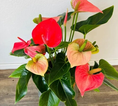 Anthurium3 mixed.jpg