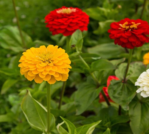 Mixed Zinnia4.jpg