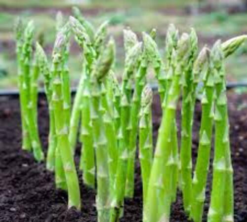 Asparagus4.jpg