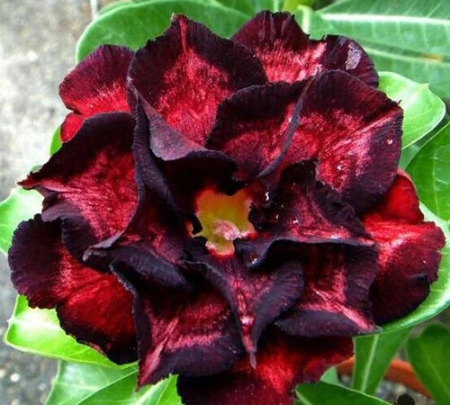 Black Red Adenium22.jpg