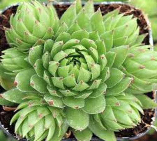 Sempervivum5.jpg