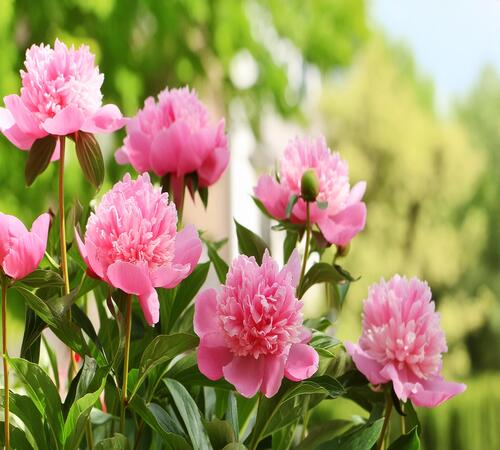 peony1 pink.jpg