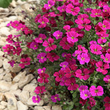 Aubretia 4.jpg