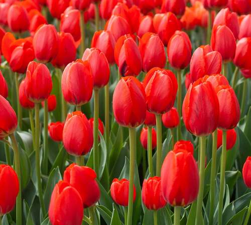 Red Tulips2.jpg