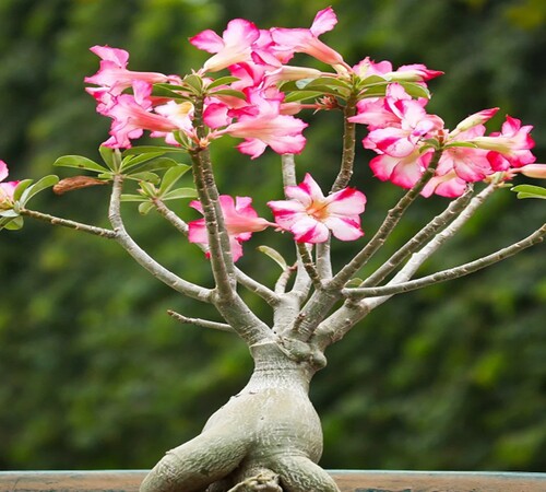 Pink White Adenium3.jpg