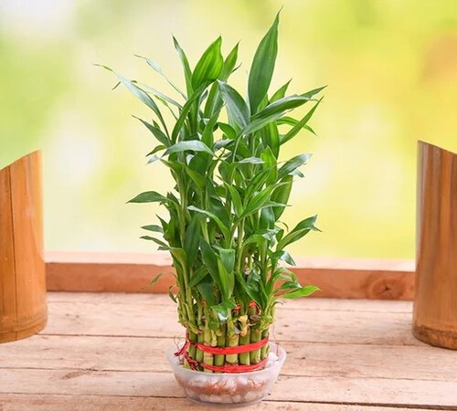 lucky Bamboo2.jpg