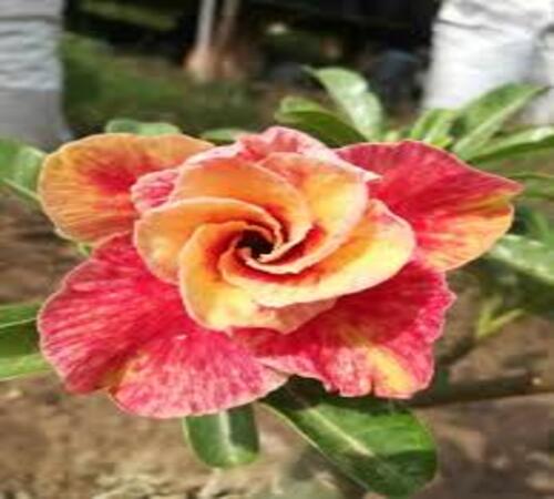 Red Yellow Adenium2.jpg